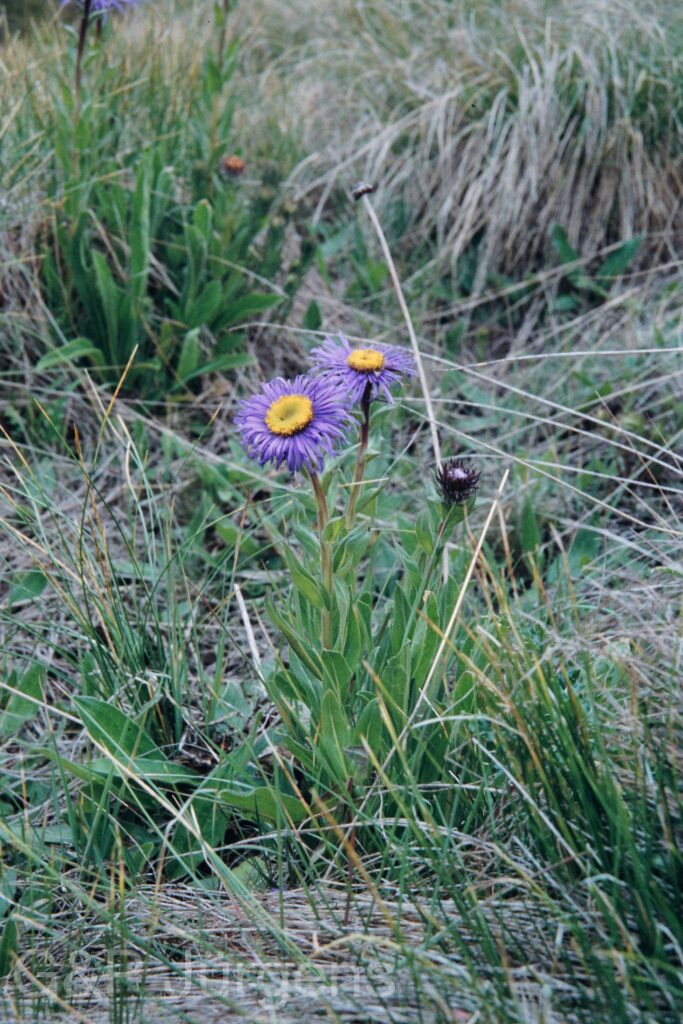 Nepal 99 122 ergebnis