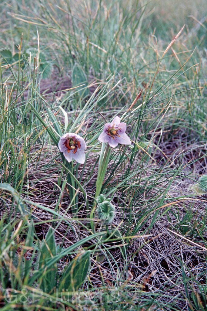 Nepal 99 123 ergebnis