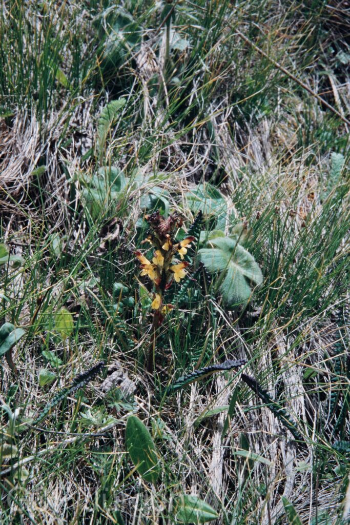 Nepal 99 125 ergebnis