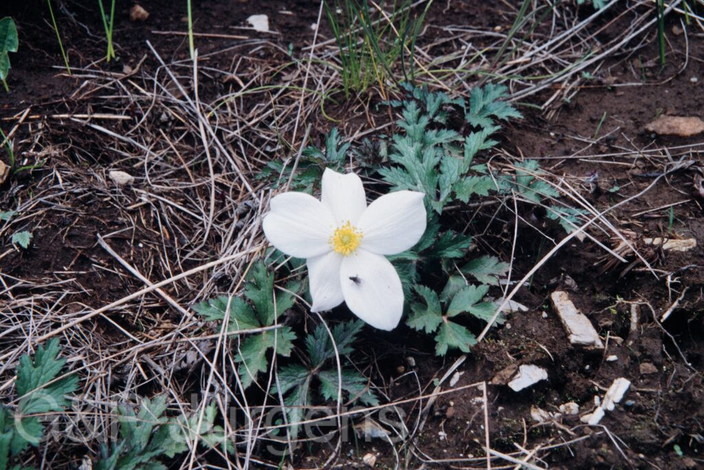 Nepal 99 130 ergebnis
