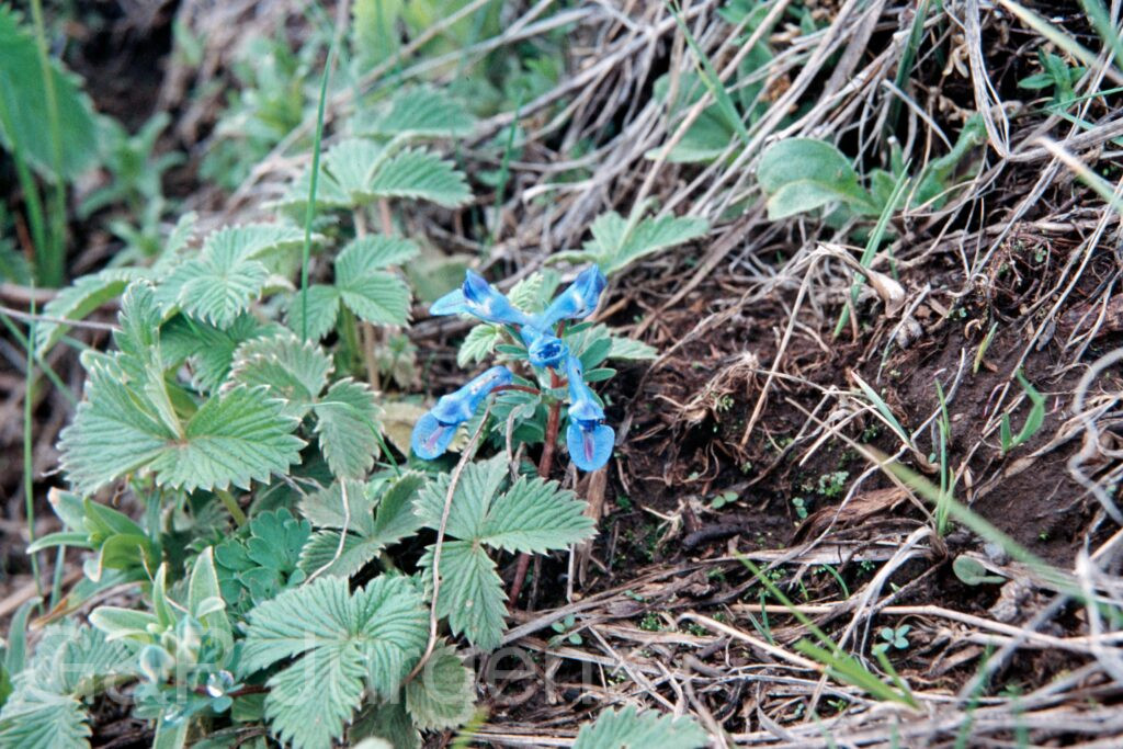 Nepal 99 132 ergebnis