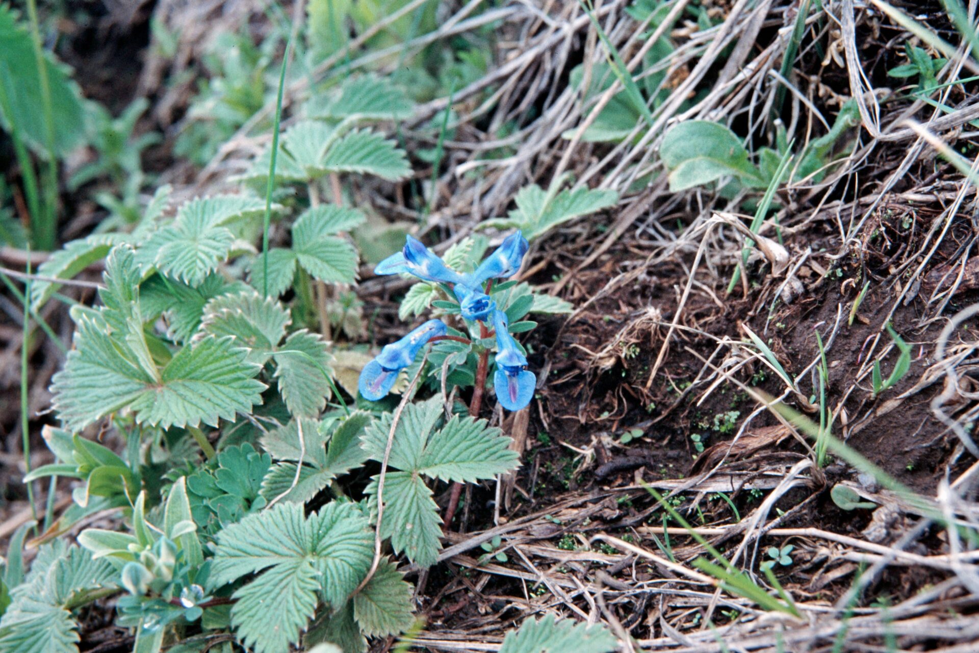Corydalis cashmeriana — Papaveraceae