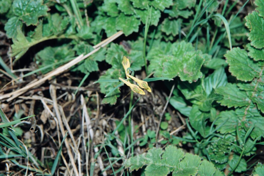 Nepal 99 135 ergebnis