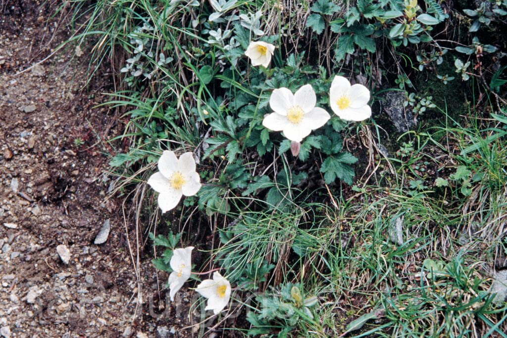 Nepal 99 529 ergebnis