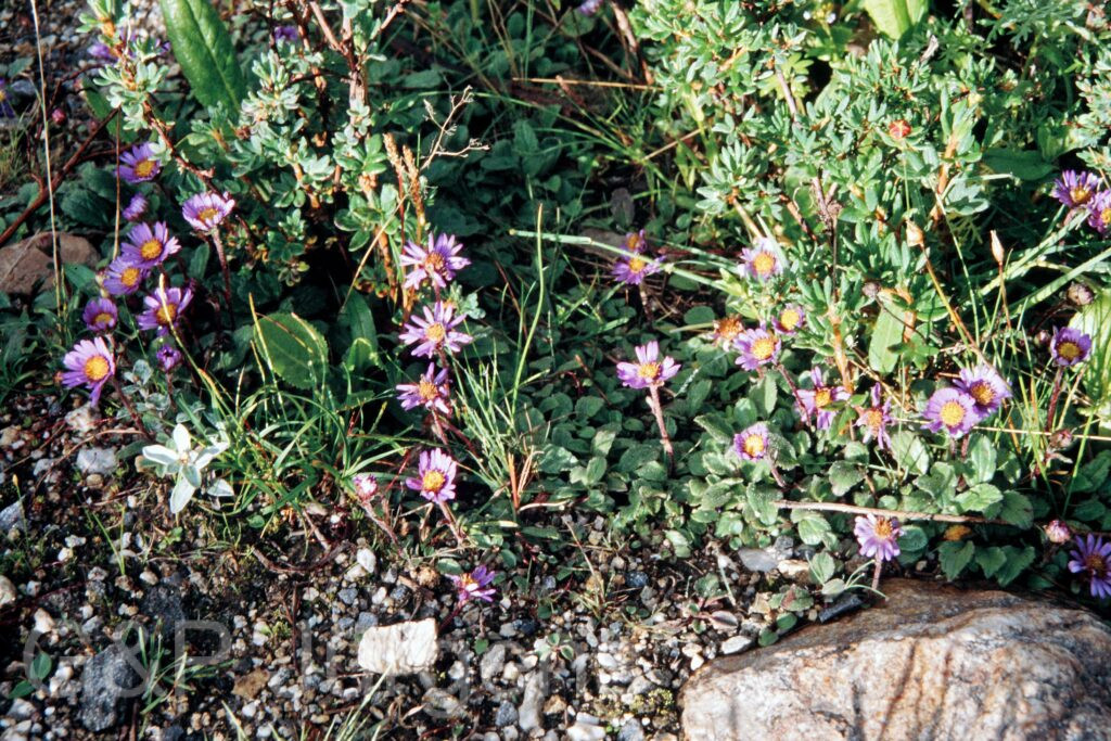 Nepal 99 530 ergebnis