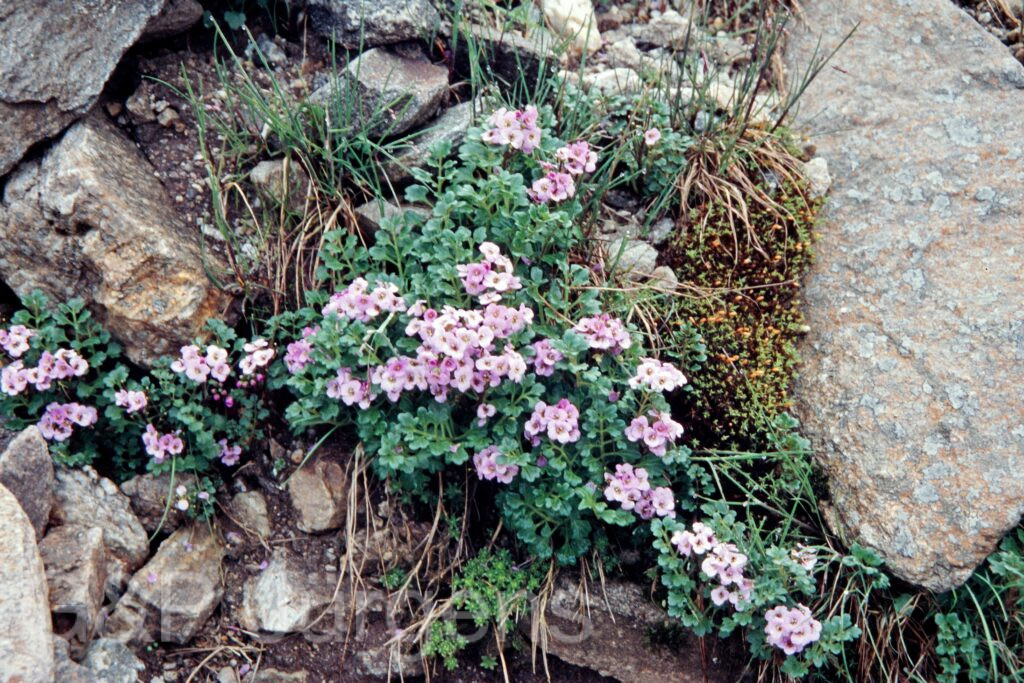 Nepal 99 539 ergebnis