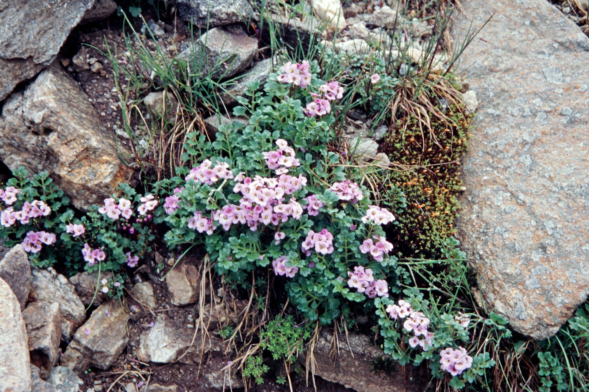Cardamine loxostemonoides — Brassicaceae