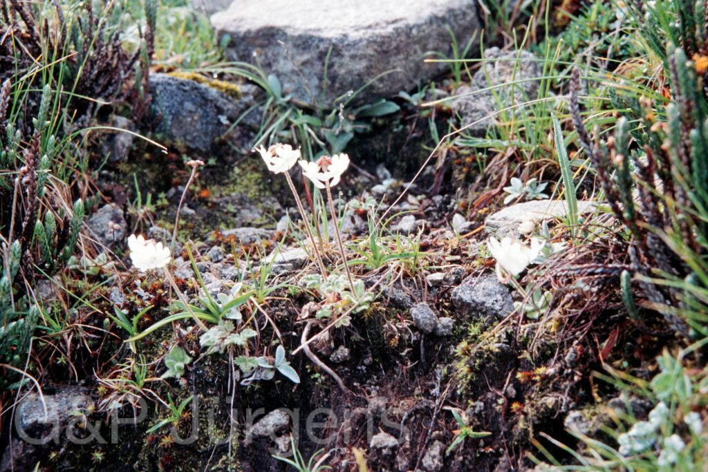 Nepal 99 540 ergebnis