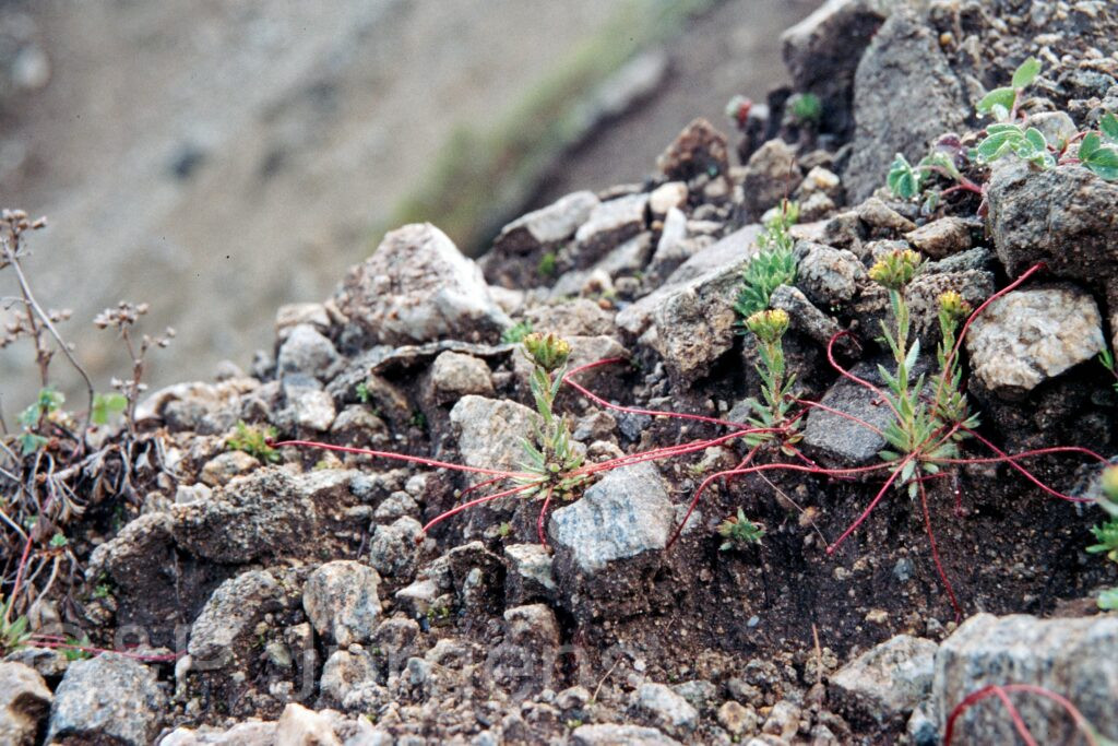 Nepal 99 543 ergebnis