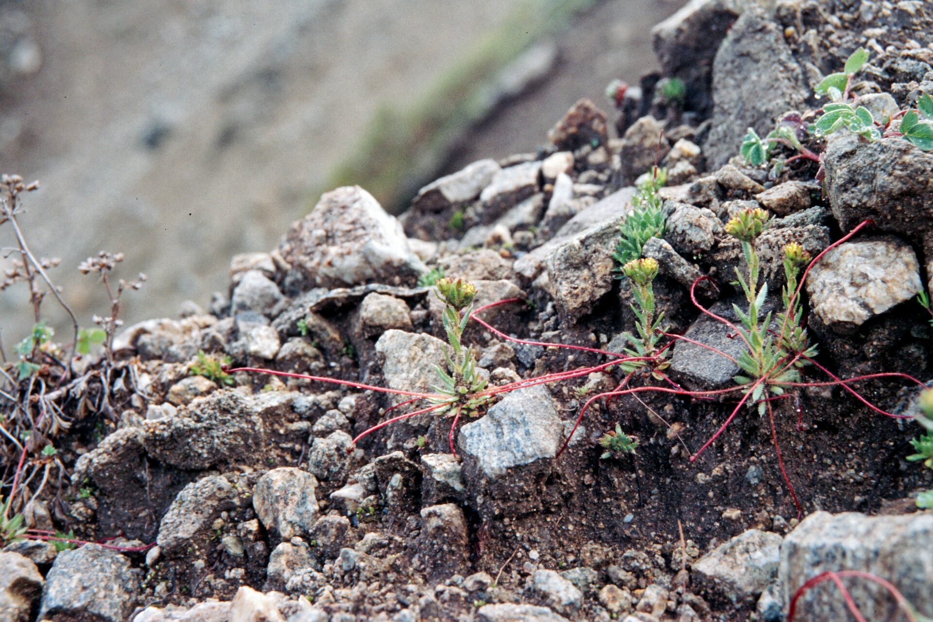 Saxifraga neopropagulifera — Saxifragaceae