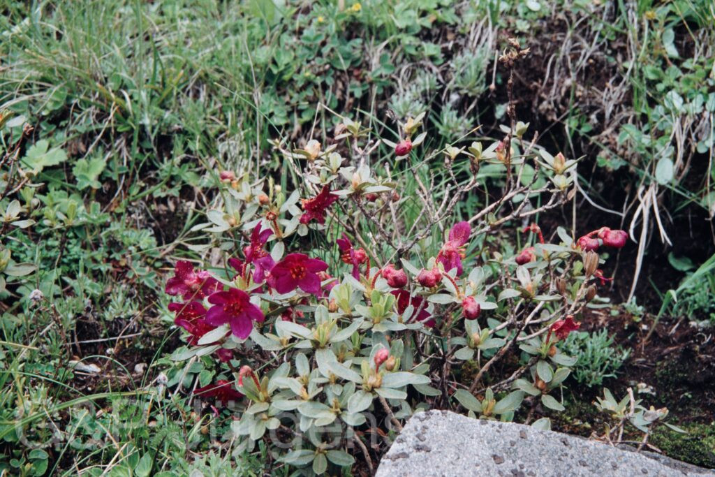 Nepal 99 548 ergebnis