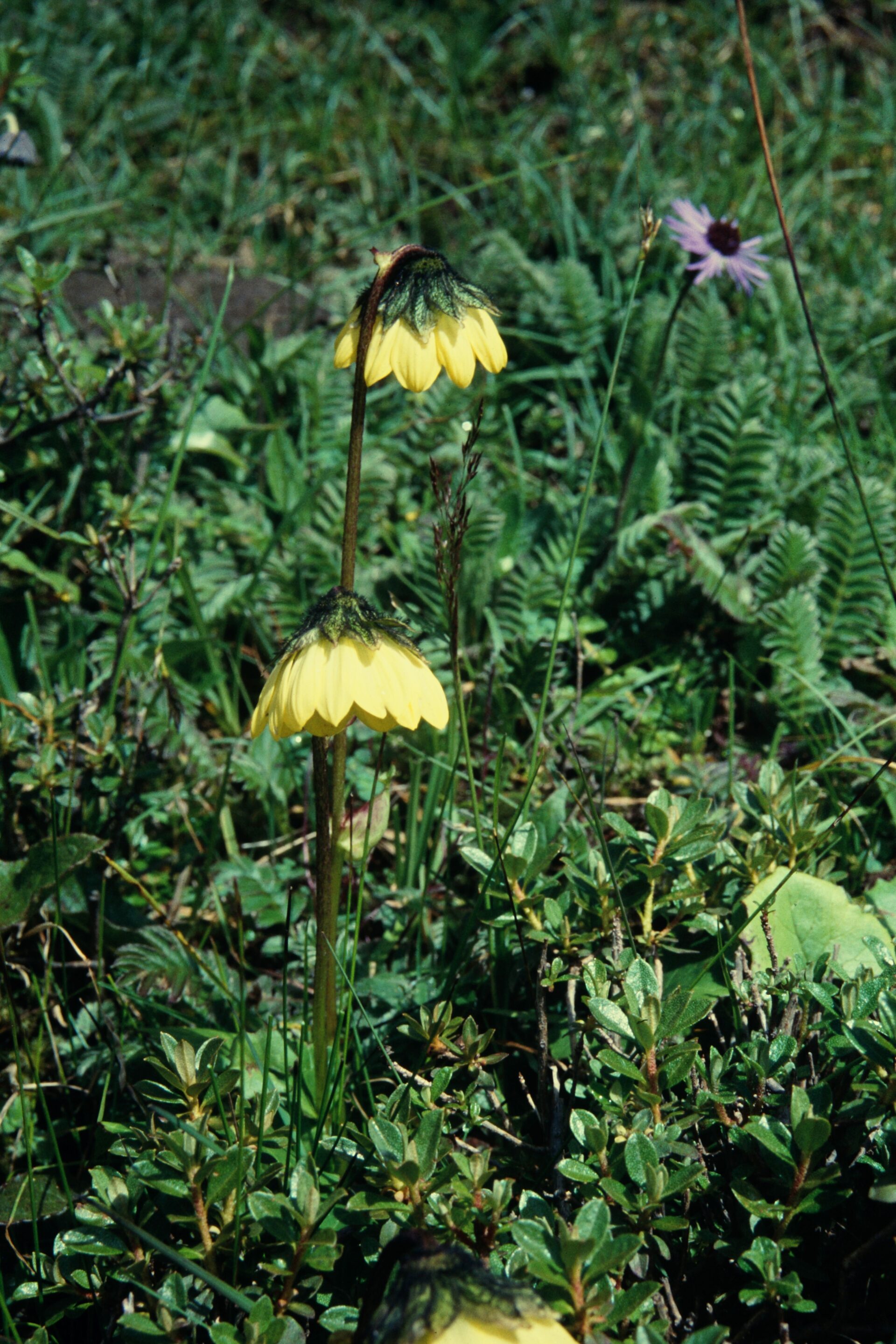 Cremanthodium reniforme — Asteraceae