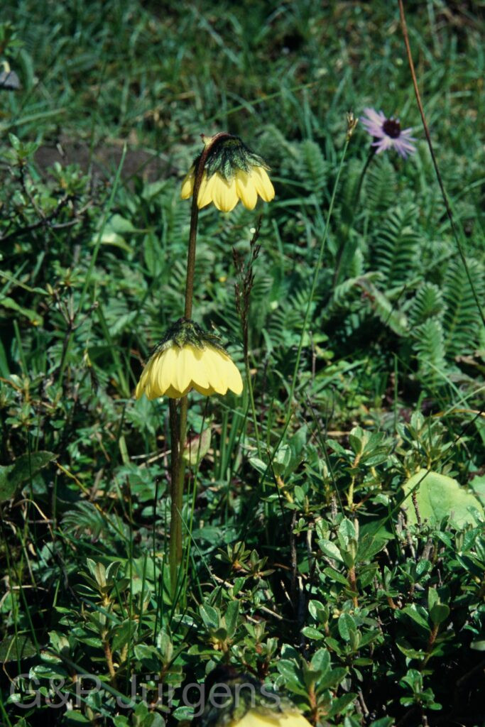 Sikkim2003 110 P149