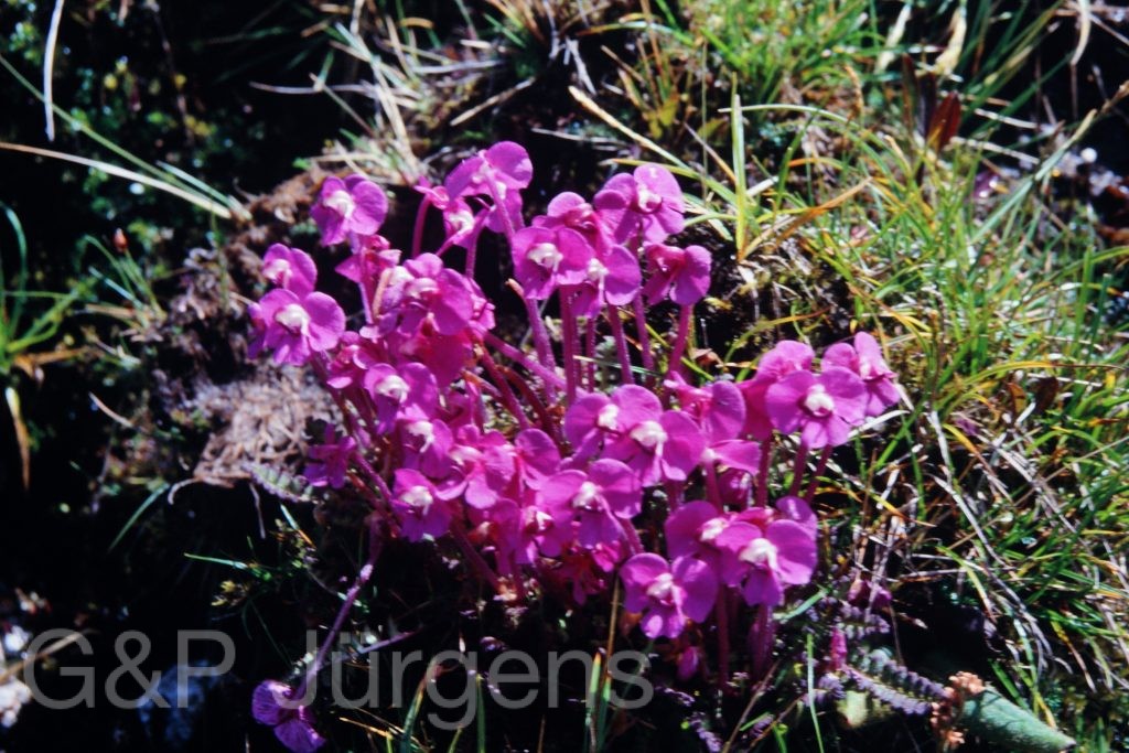 Sikkim2003 115 P155