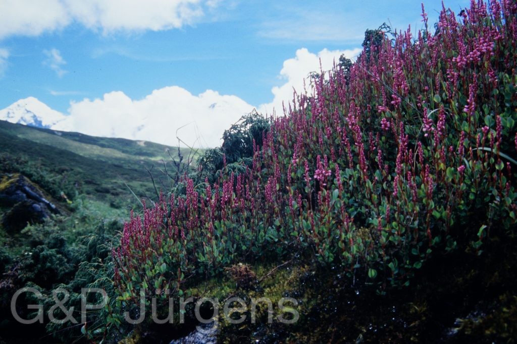 Sikkim2003 117 G157
