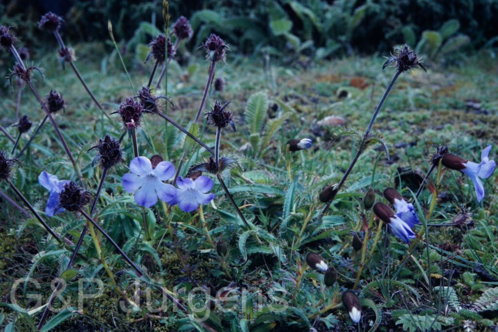 Sikkim2003 130 P176