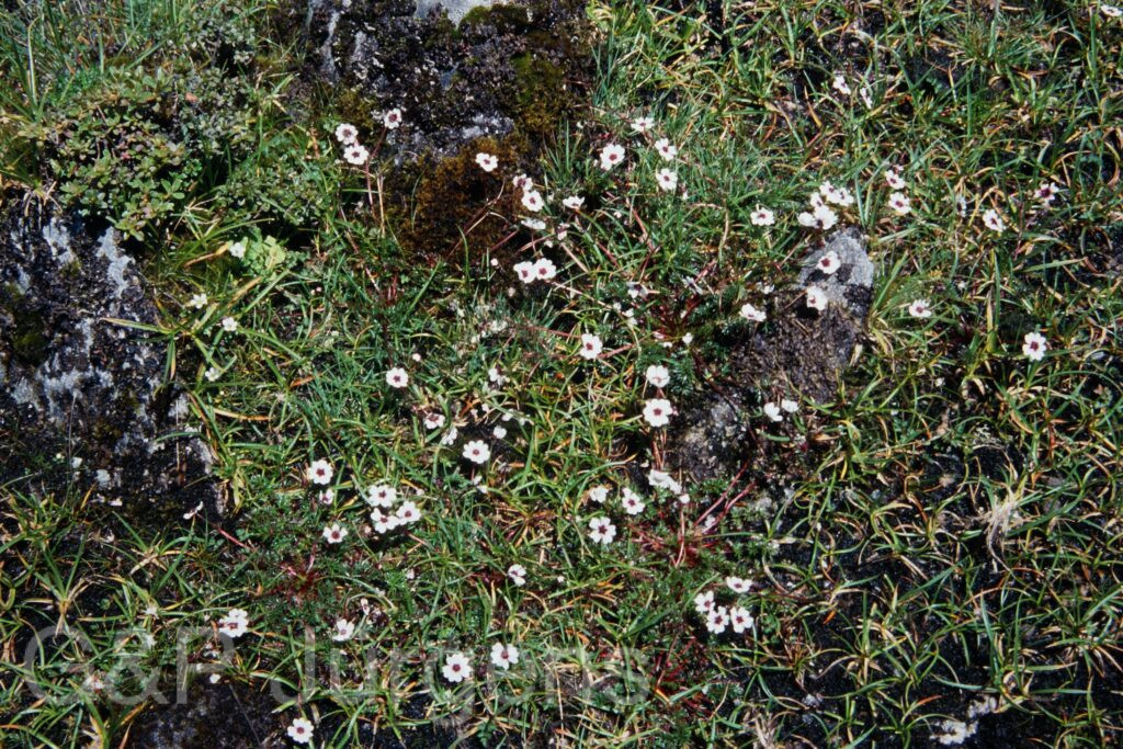 Sikkim2003 132 G180