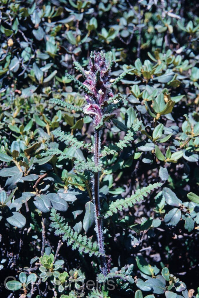 Sikkim2003 140 P189