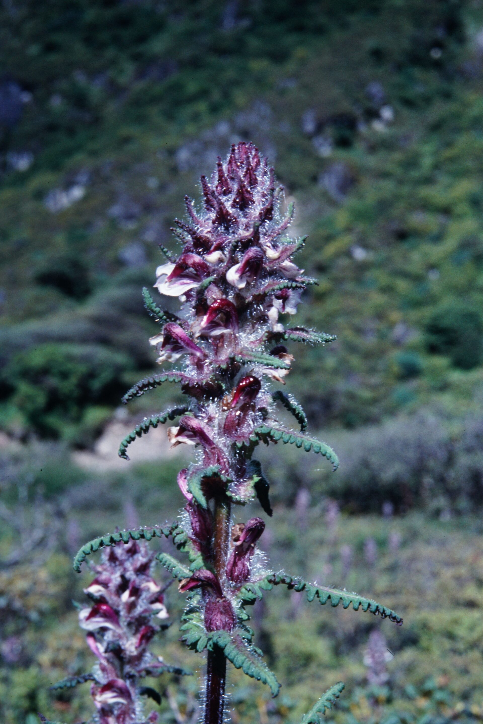 Pedicularis clarkei — Orobanchaceae