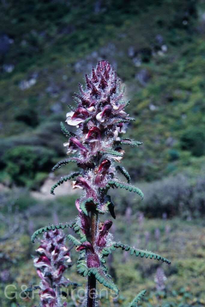 Sikkim2003 193 P264