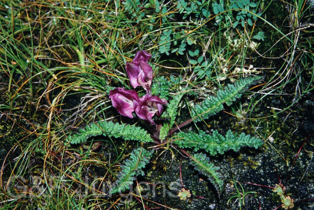 Sikkim2003 276 G379