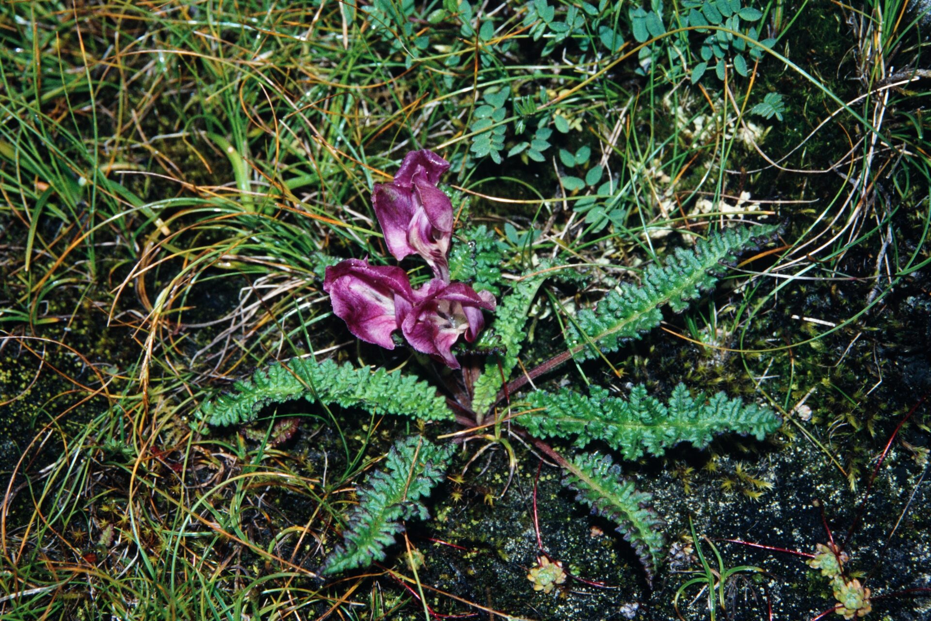 Pedicularis elwesii — Orobanchaceae
