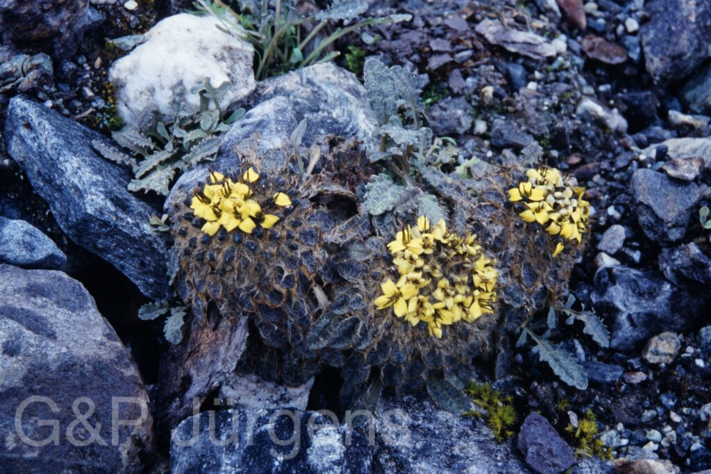 Sikkim2003 292 P406 2