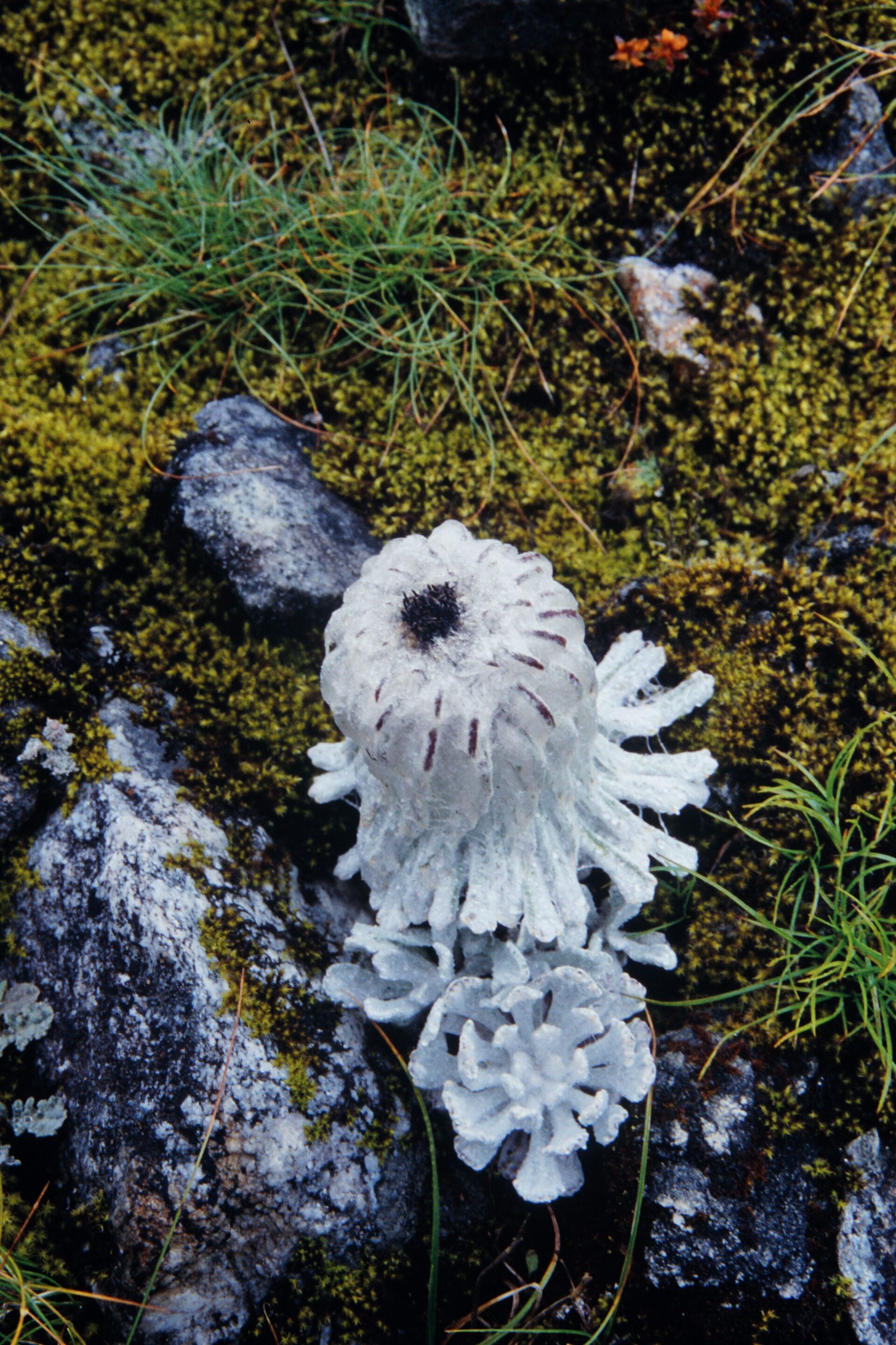 Saussurea tridactyla — Asteraceae