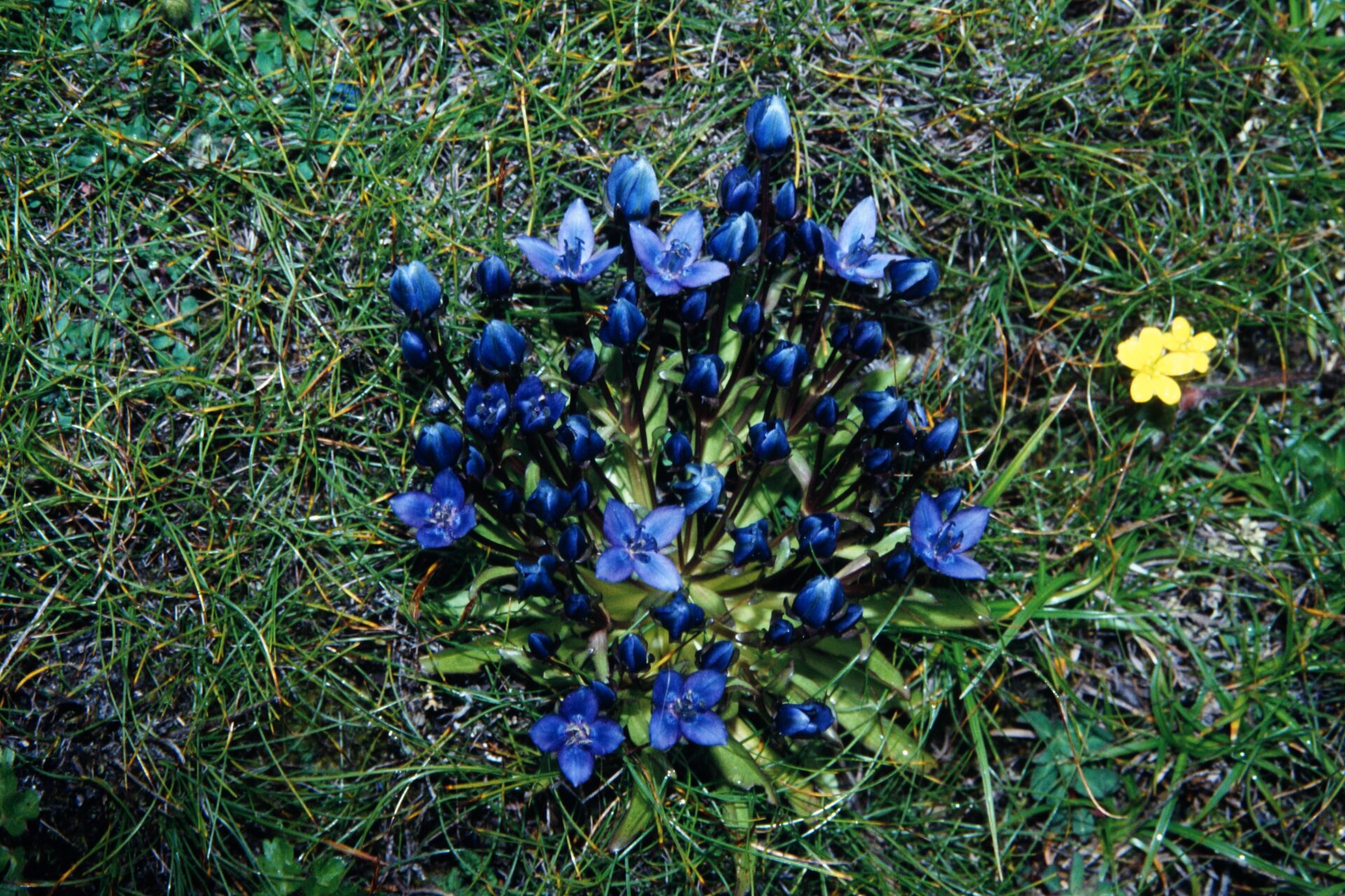 Swertia multicaulis — Gentianaceae