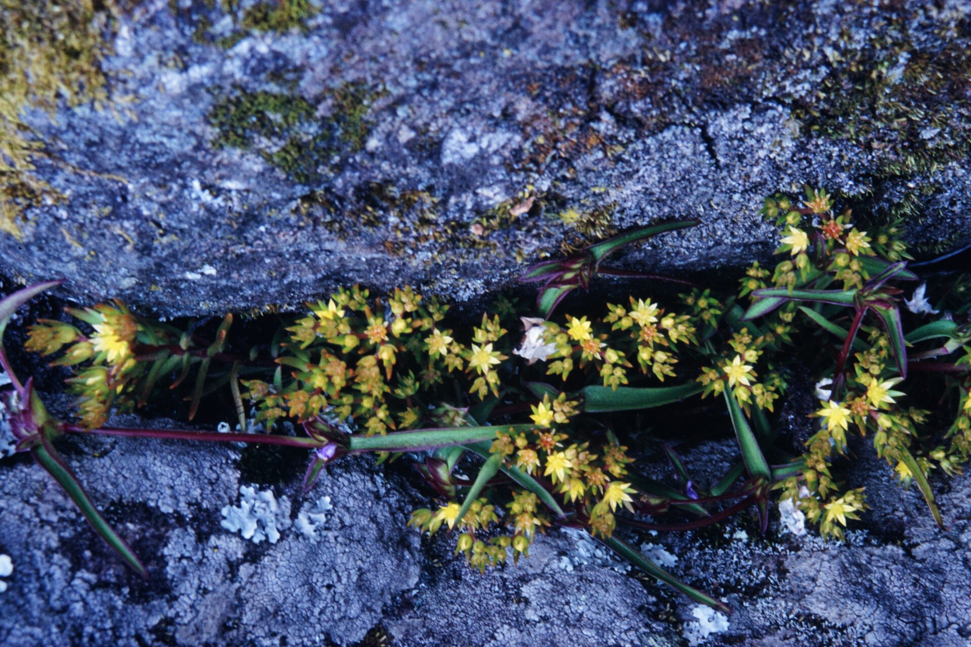 Sedum multicaule — Crassulaceae