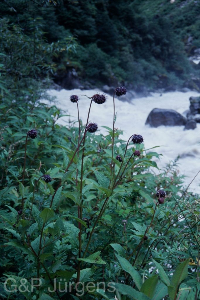 Sikkim2003 408 P567