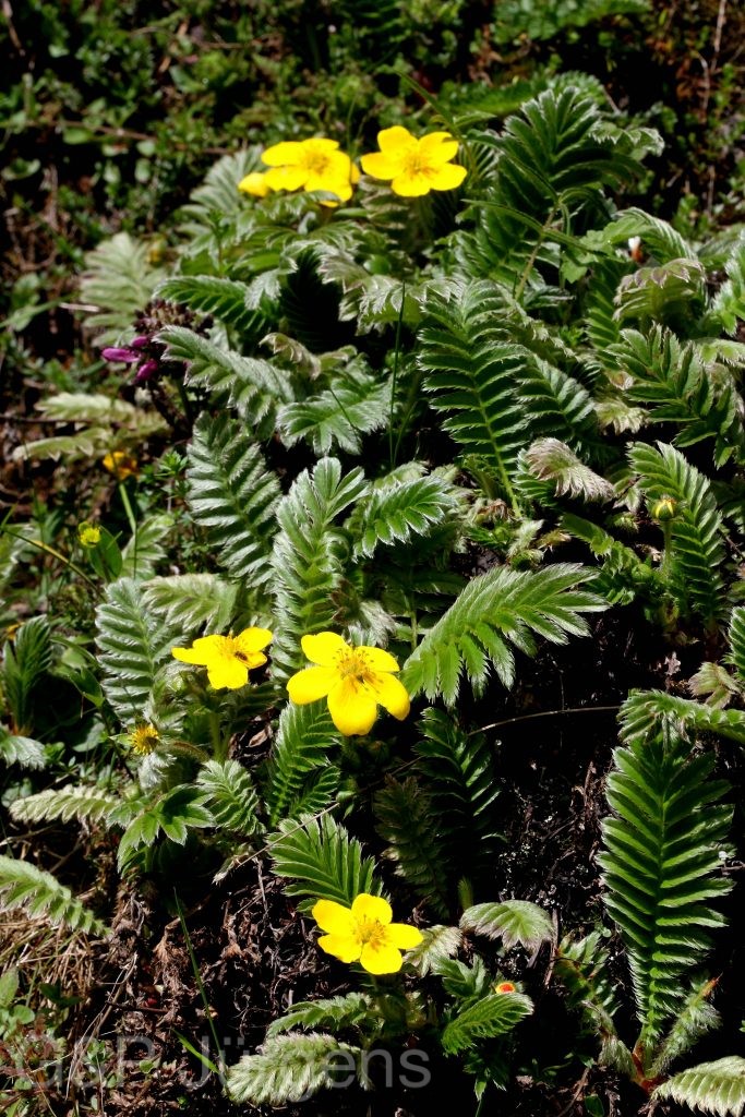 Sikkim2011 228