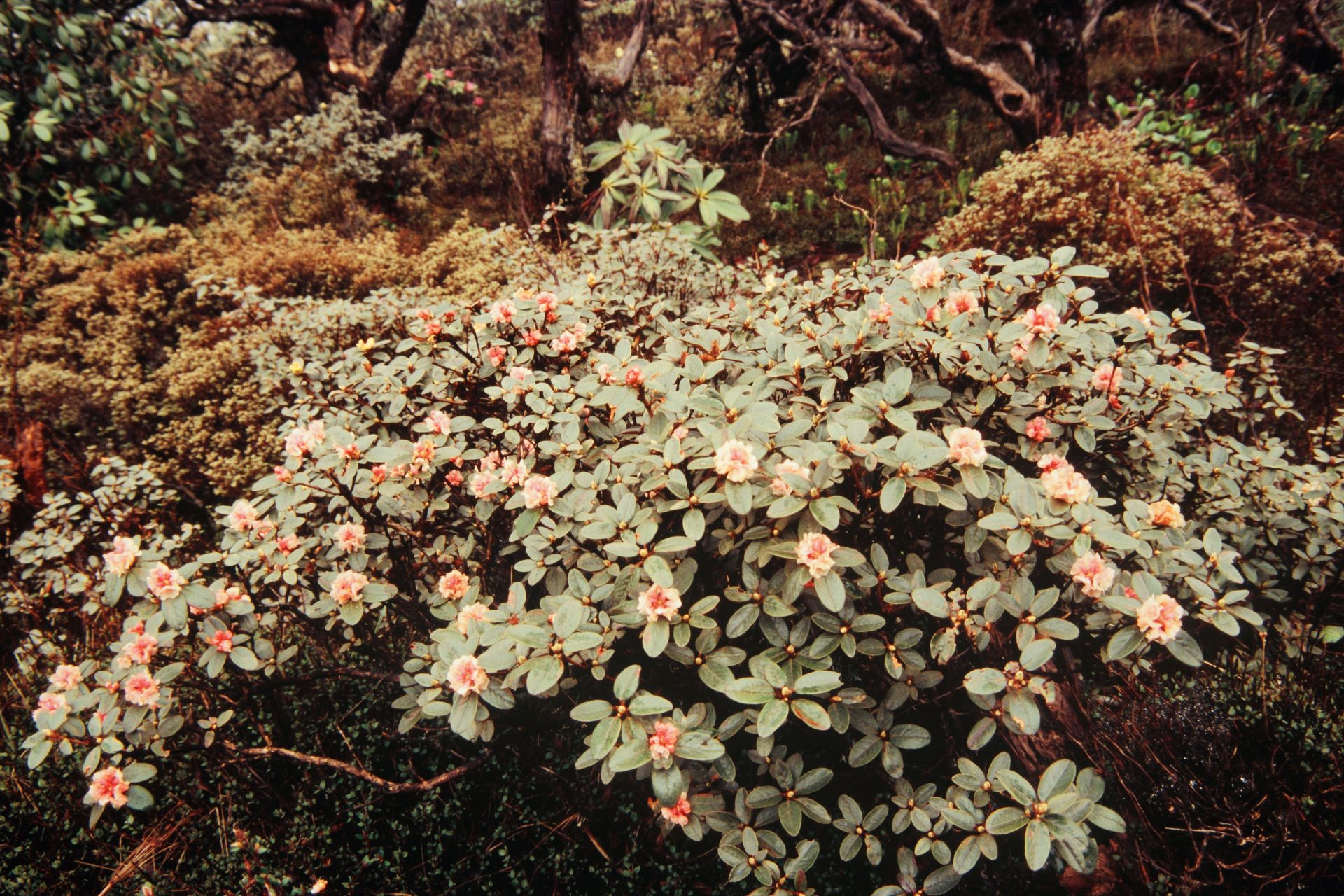 Rhododendron anthopogon subsp. hypenanthum — Ericaceae