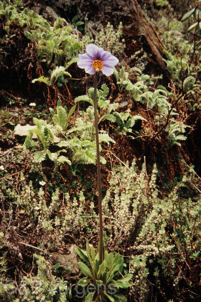 Bh09 13 G13