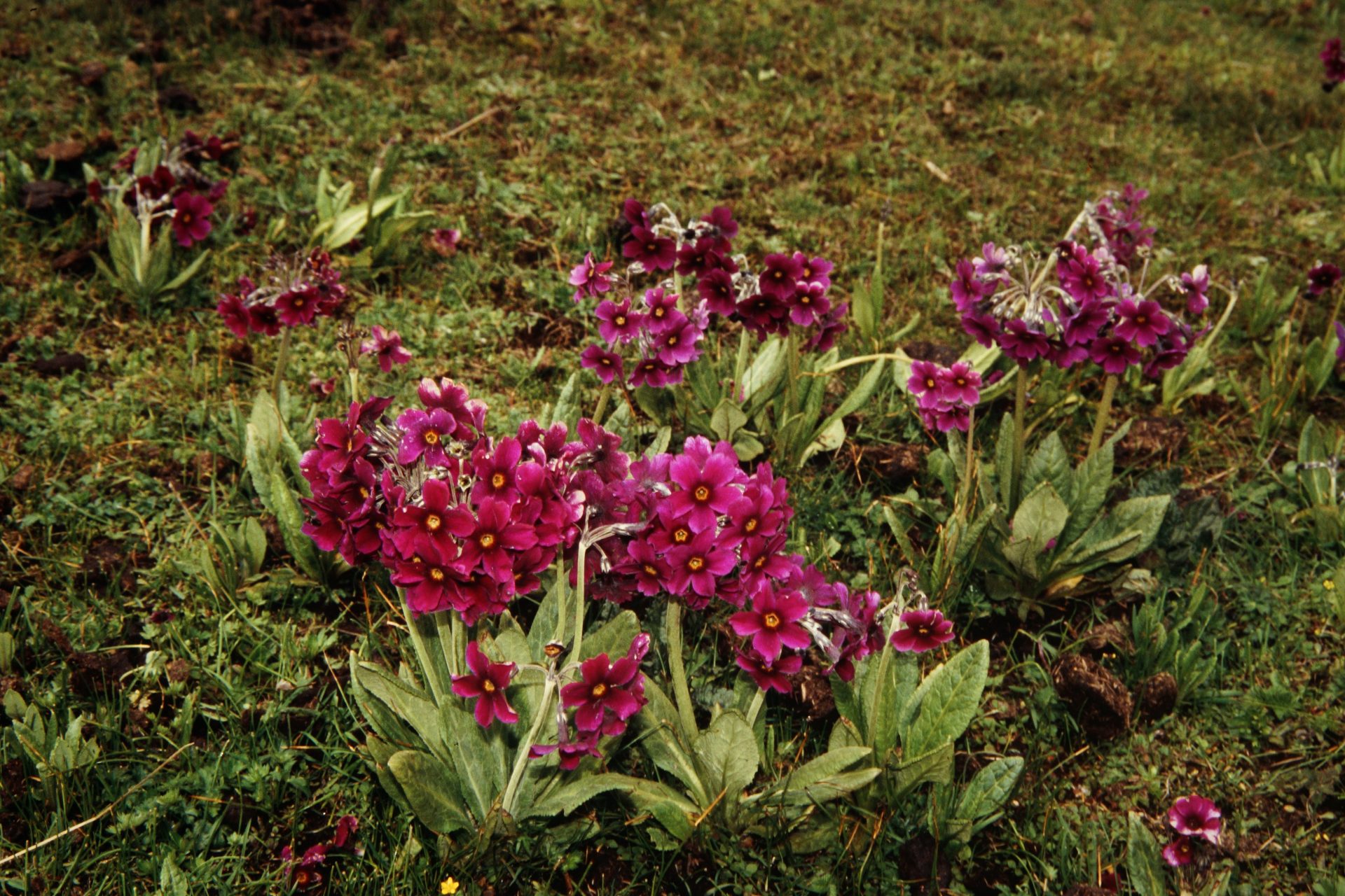 Primula calderiana — Primulaceae