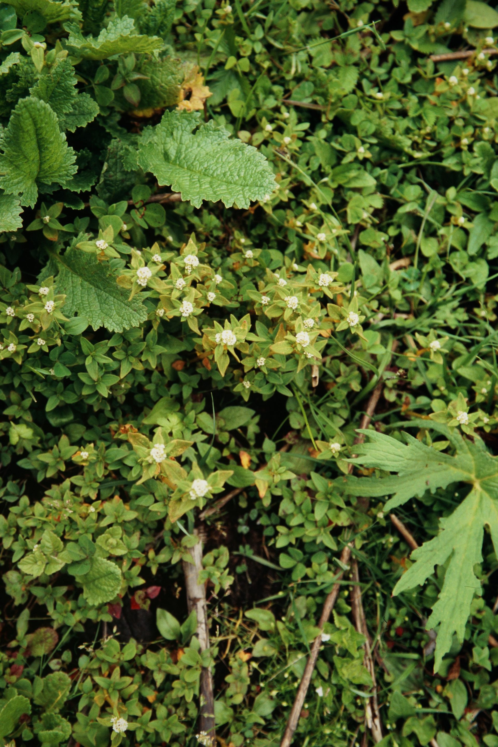 Polygonum filicaule — Polygonaceae