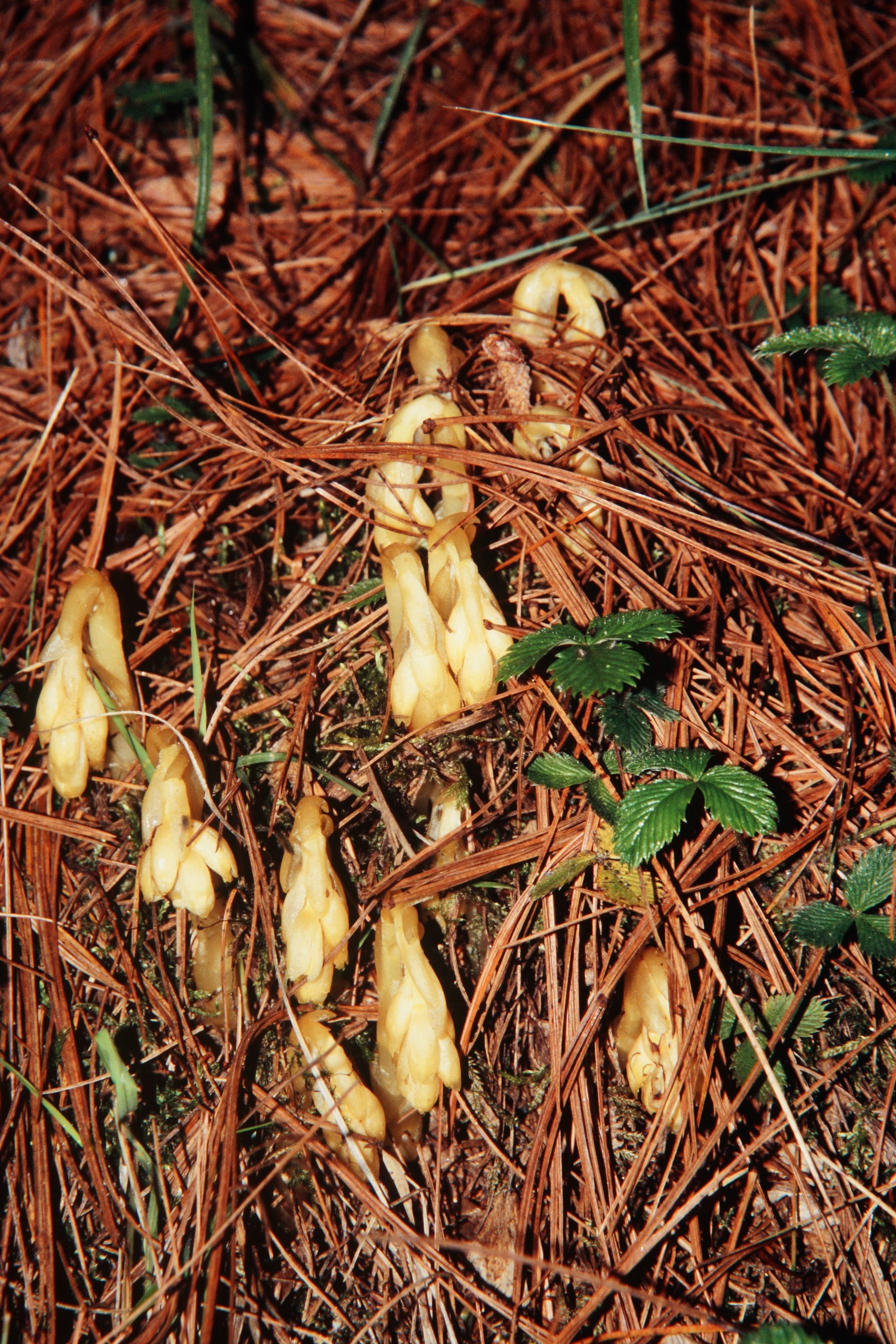 Monotropa hypopitys — Ericaceae