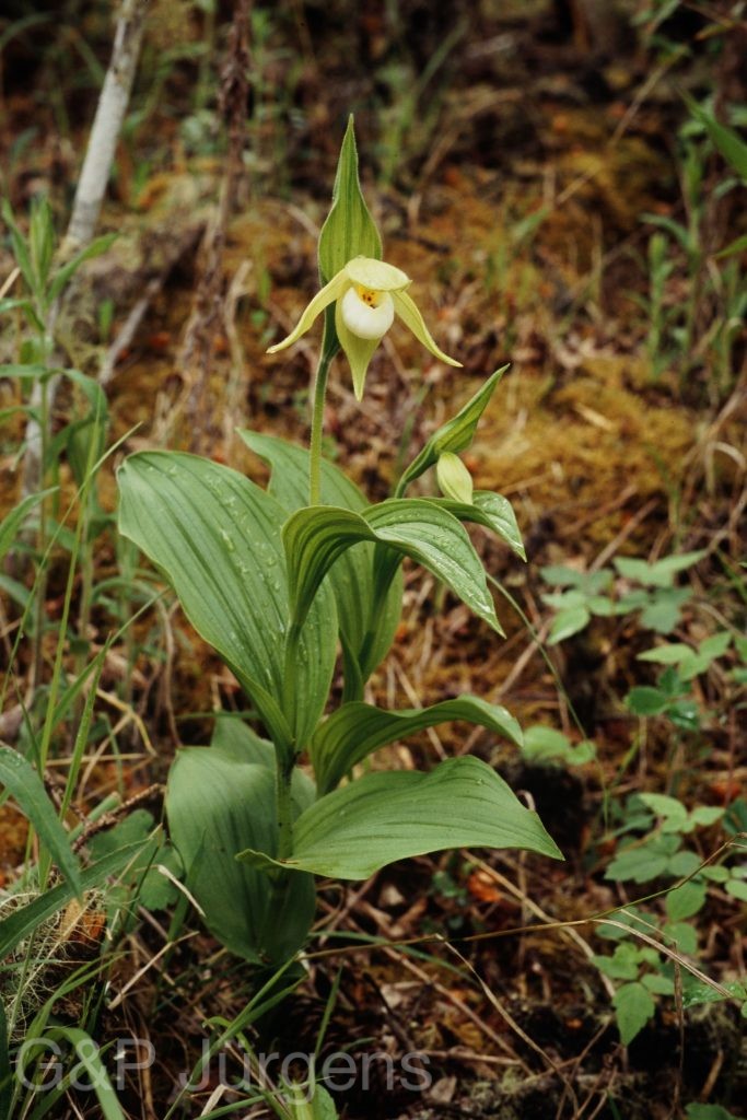 Bh09 315 G526