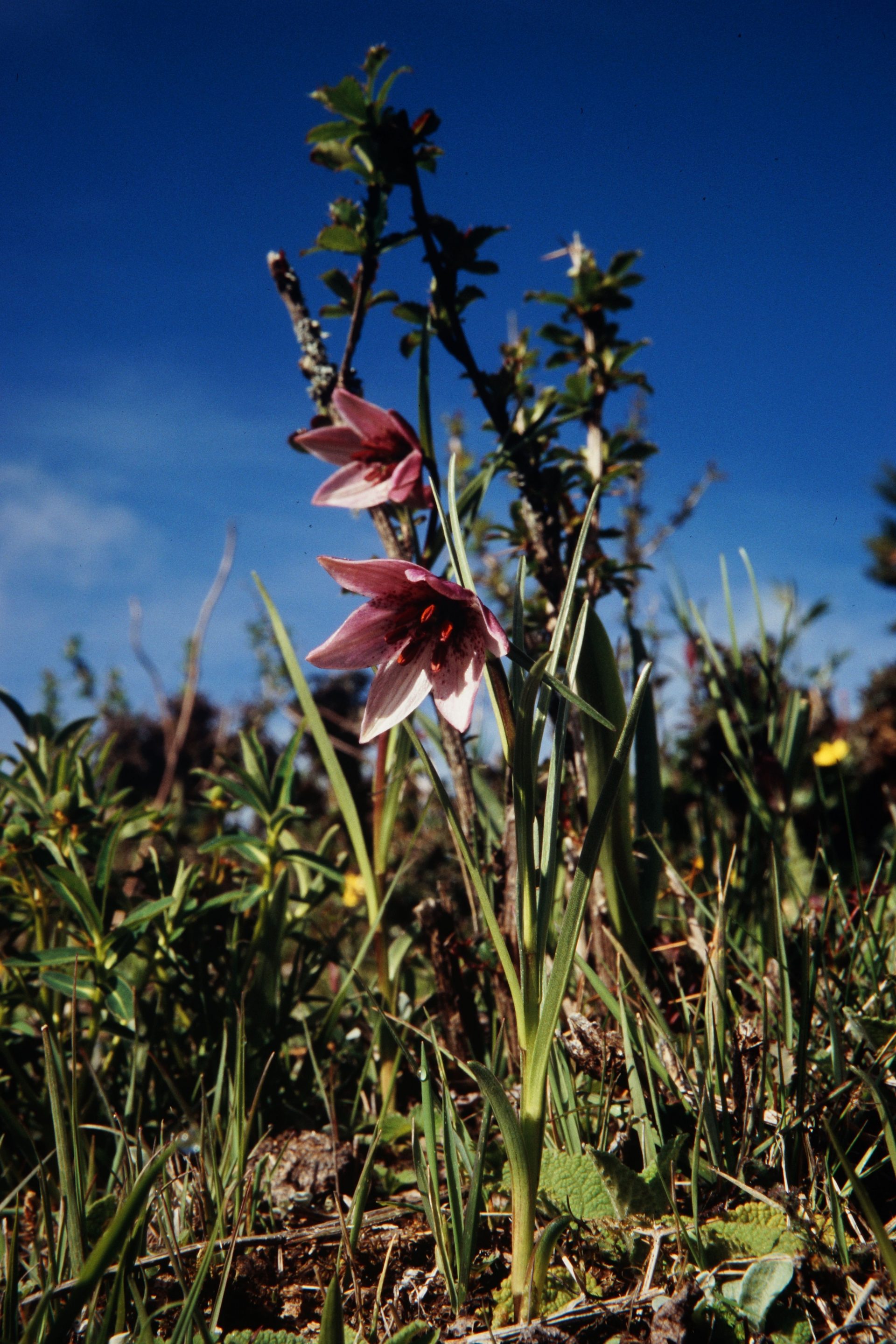 Lilium nanum — Liliaceae