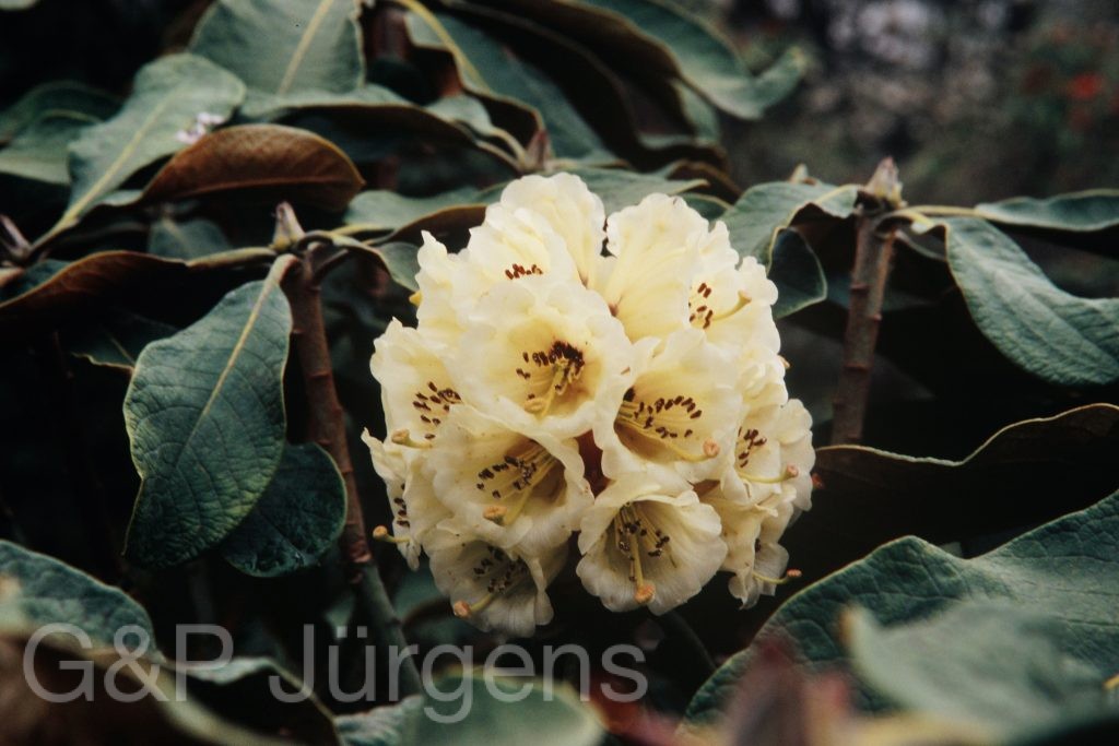 Bh2008 101 P161
