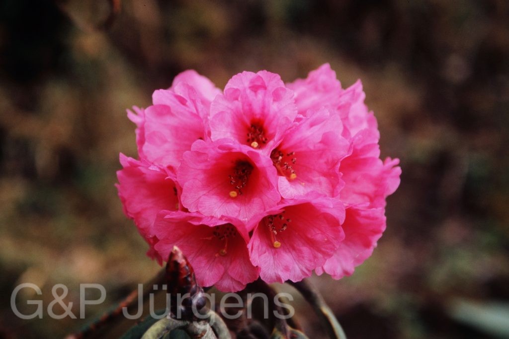 Bh2008 104 P168