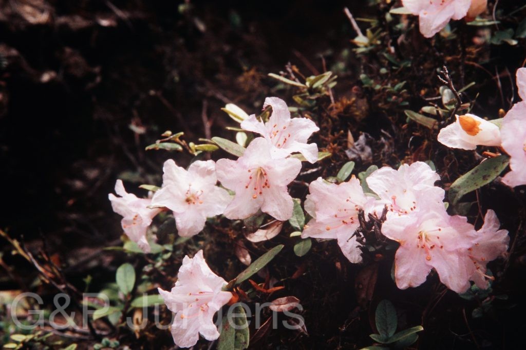 Bh2008 146 P243