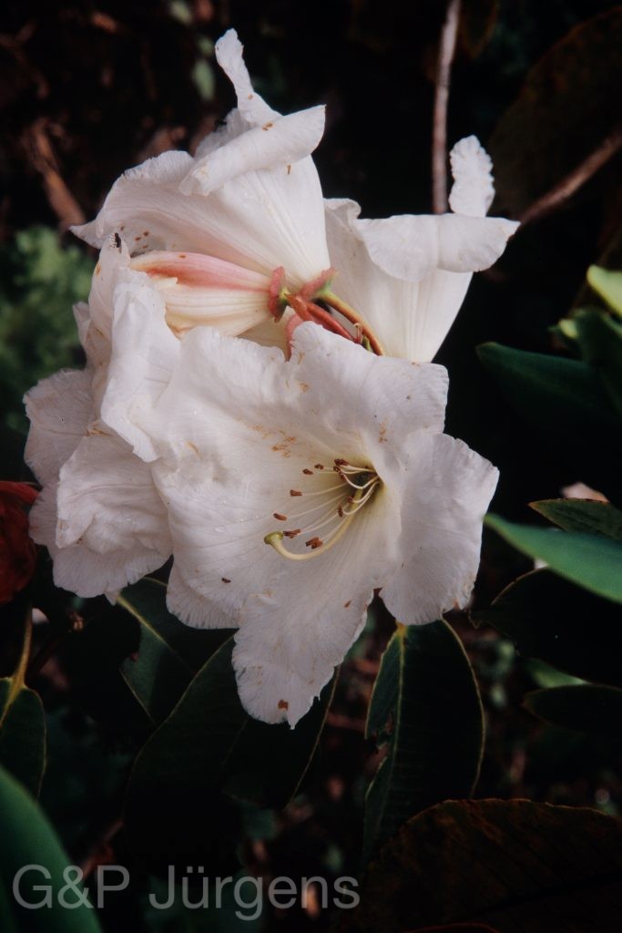 Bh2008 151 P249
