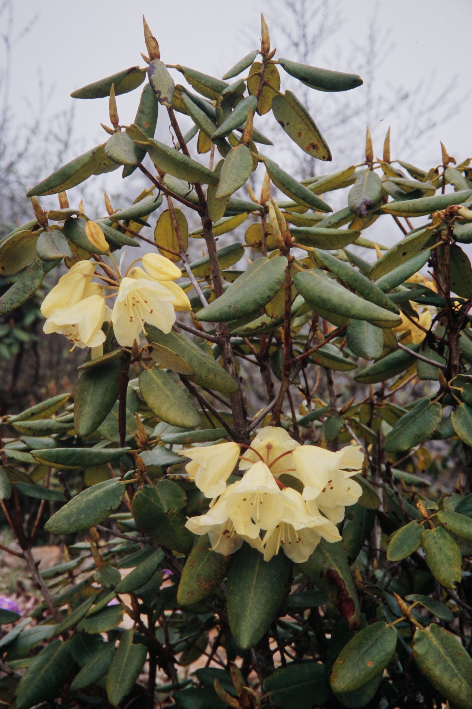 Rhododendron campylocarpum — Ericaceae