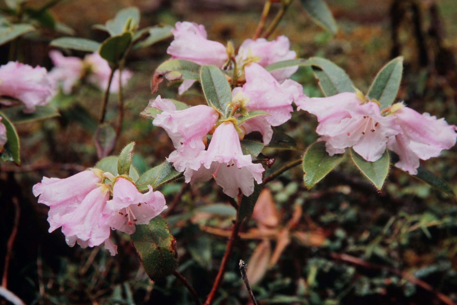 Rhododendron ciliatum — Ericaceae