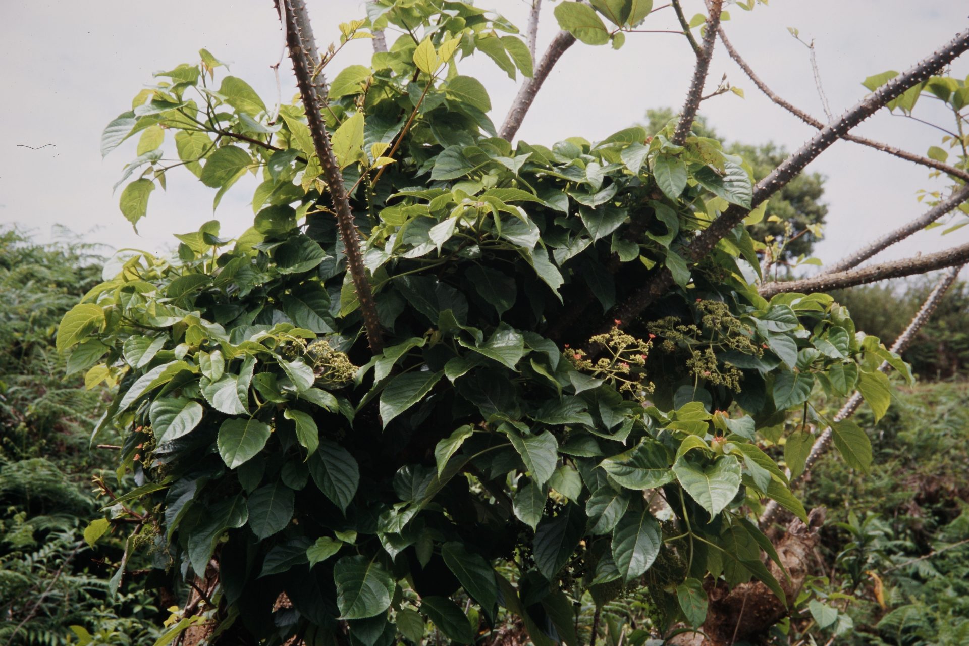 Hydrangea anomala — Hydrangeaceae