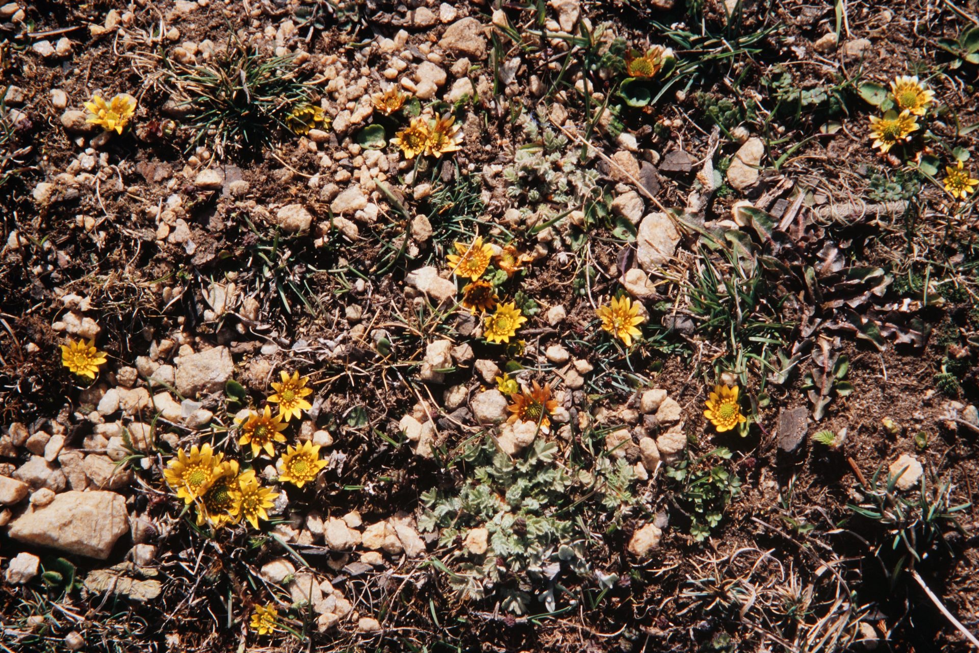 Oxygraphis polypetala — Ranunculaceae