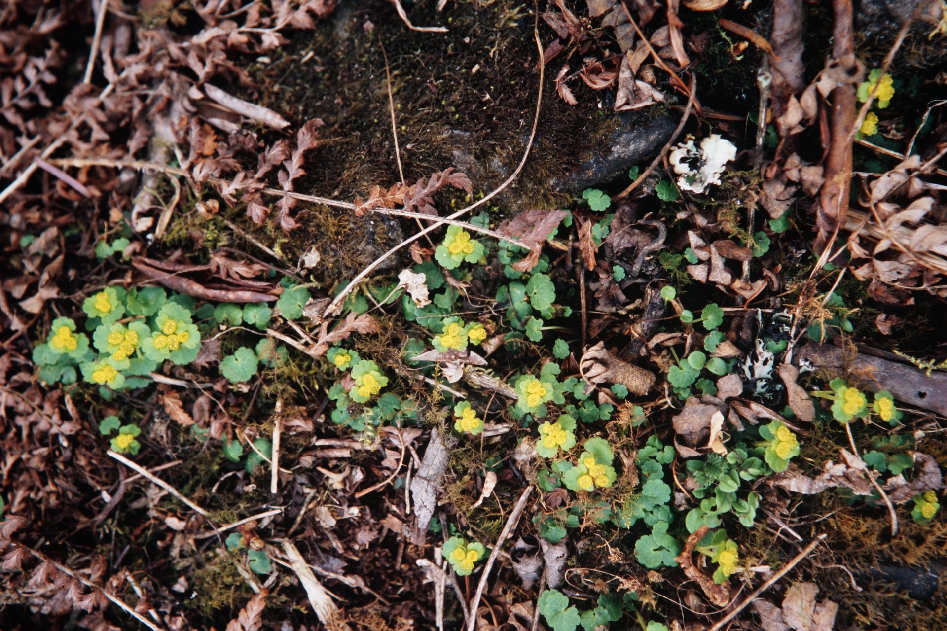 Chrysosplenium tenellum — Saxifragaceae