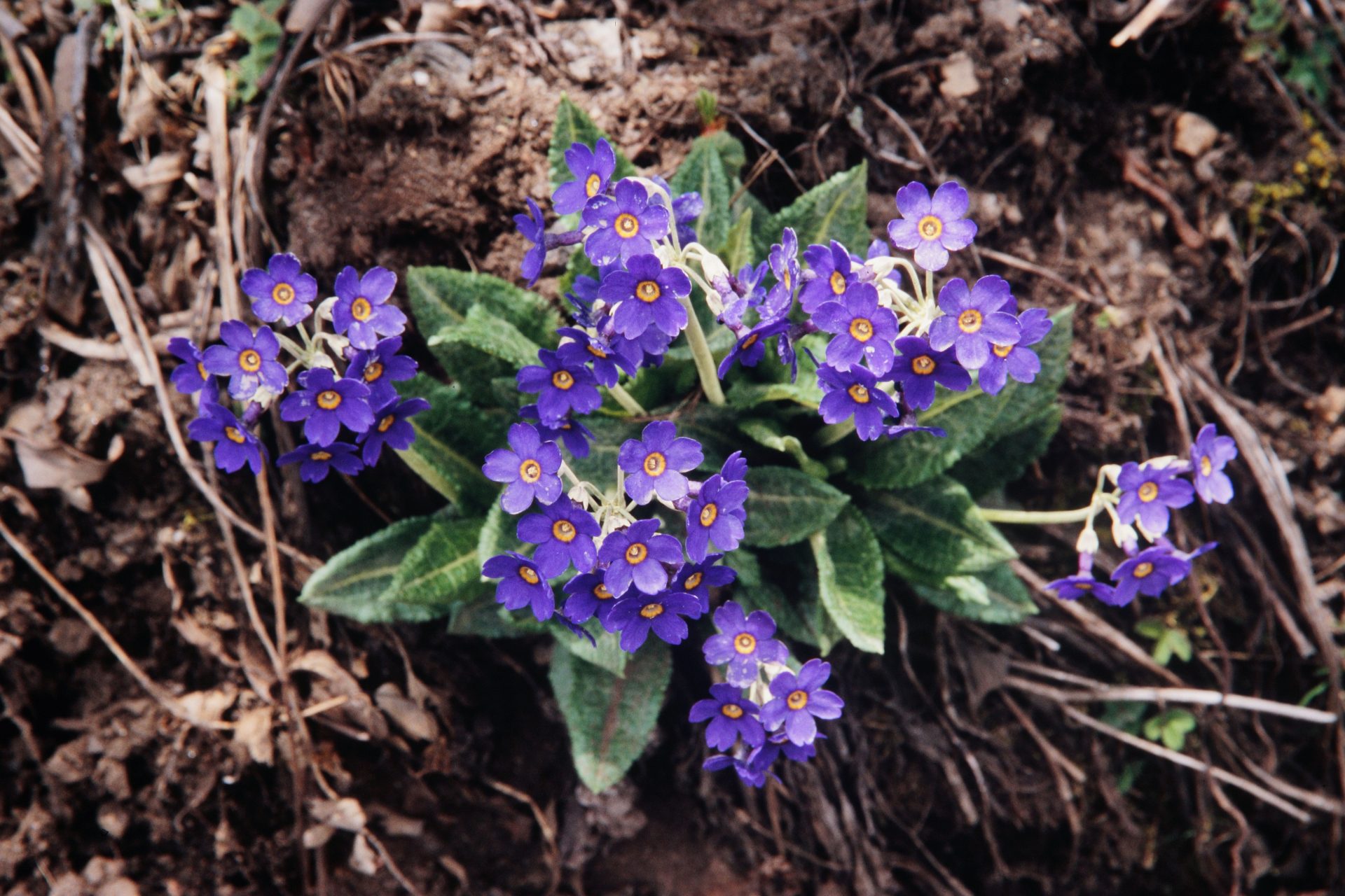 Primula griffithii — Primulaceae