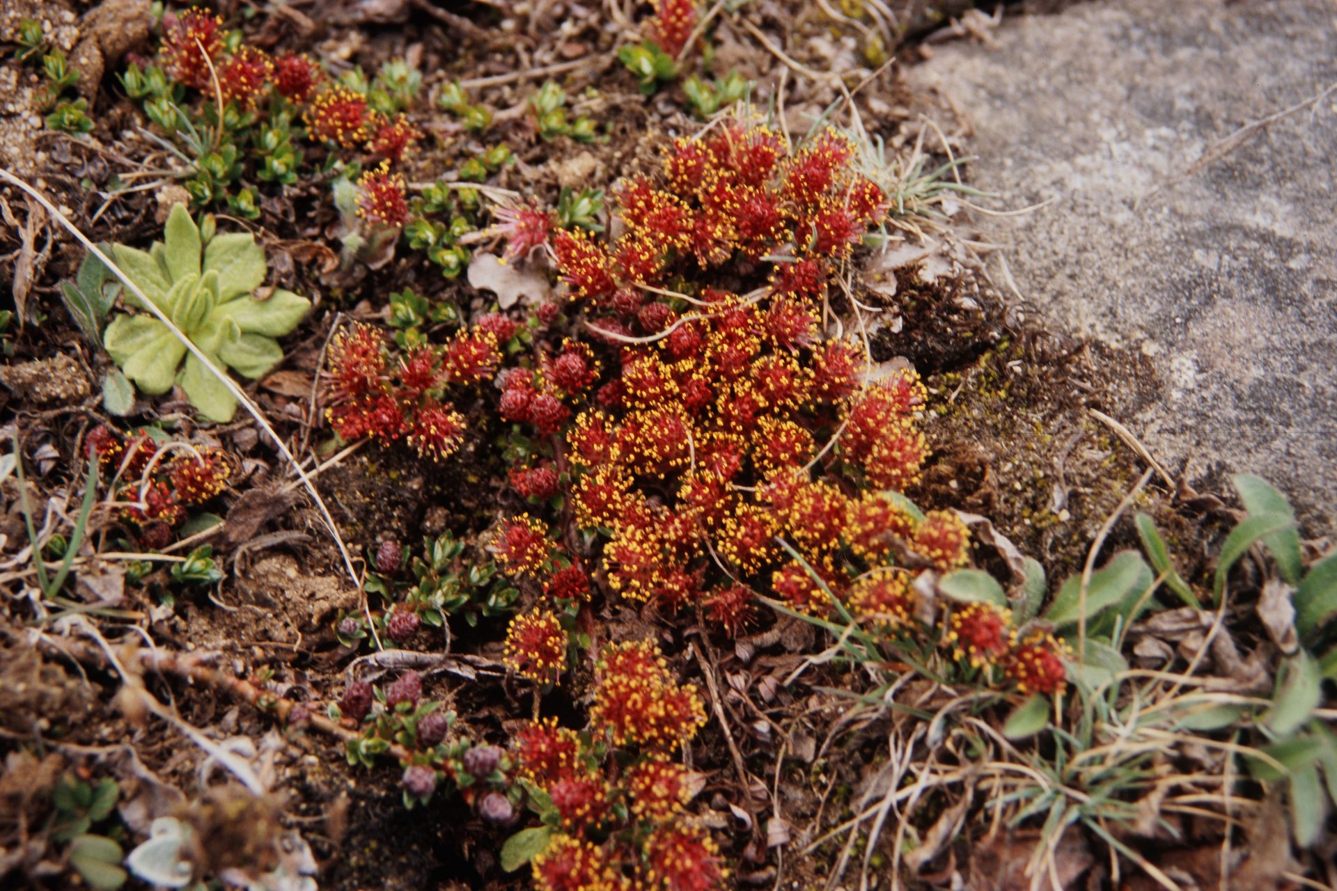 Salix thomsoniana — Salicaceae
